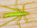 Southern Oak Bush-cricket